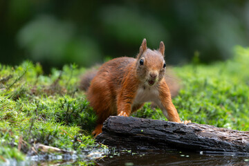 Eurasian red squirrel (Sciurus vulgaris) searching for food in the forest in the Netherlands.   
