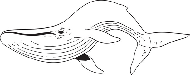 whale illustration