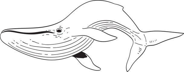 Fototapeta premium whale illustration