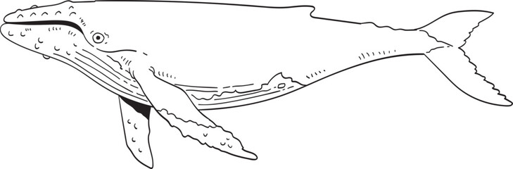 whale illustration