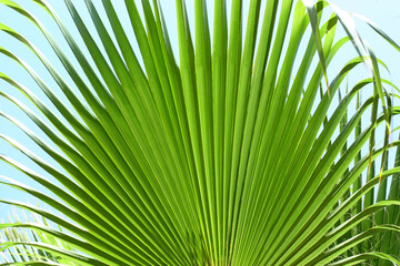Background made of green palm leaf. High quality photo