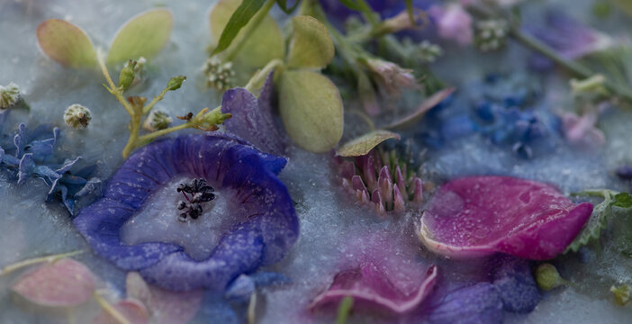 abstract background of frozen blue garden flowers in ice, water and milk