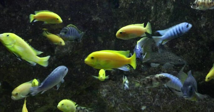 A group of fish in an underwater aquarium.