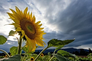 Schilderijen op glas sunflower turning toward the sun after a storm © altitudevisual