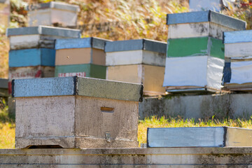 Beehives in the apiary of a small rural organic honey farm