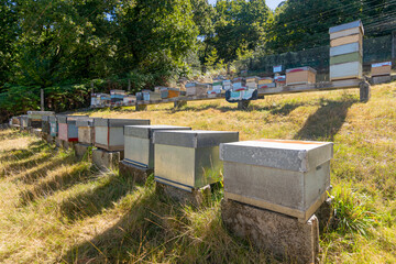 Beehives in the apiary of a small rural organic honey farm