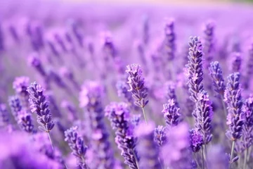 Schilderijen op glas a close-up shot of aromatic lavender flowers © altitudevisual