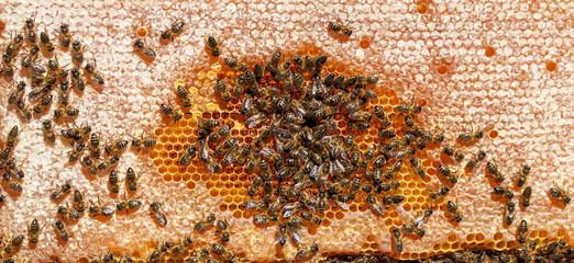 Detail shot of a honeycomb of delicious honey with bees