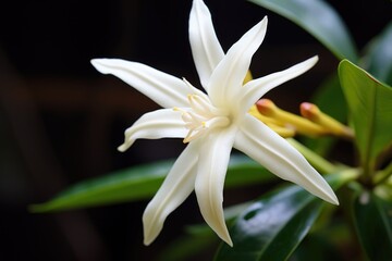 vanilla flower in full bloom