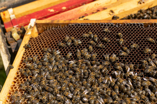Close-up of a honey comb with the queen bee marked and the other bees around her