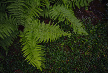 Beautiful ferns leaves green foliage. Close up of beautiful growing ferns in forest or park. Rainforest jungle landscape. Green plants nature wallpaper. Organic nature background.