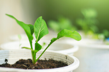 Small green vegetables grown with agricultural seeds.