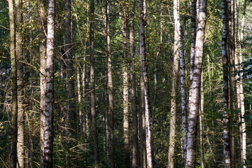 Fototapeta na wymiar Birch Forest at Saxon Switzerland National Park, or Nationalpark Sächsische Schweiz