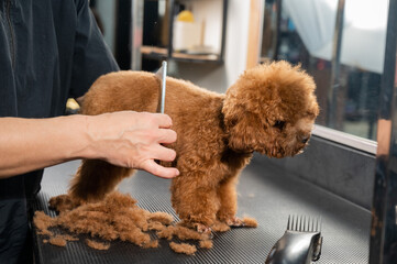 Woman combing a toy poodle during a haircut in a grooming salon. 