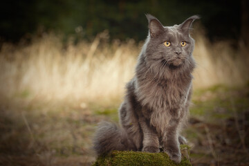 Naklejka na ściany i meble Pretty Maine Coon Cat posing on forest way for portrait