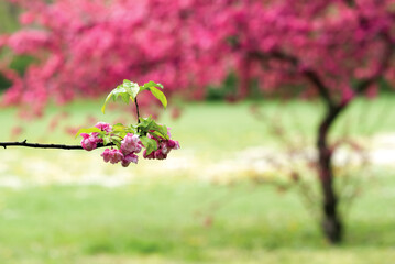 Pink apple blossom in spring