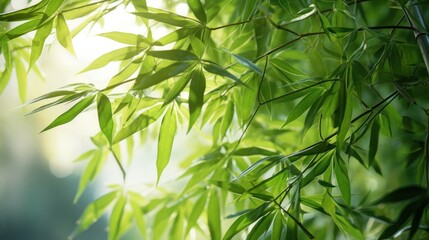 Fototapeta na wymiar Tall bamboo stalks reach skyward, their vibrant green leaves illuminated by sun rays filtering through