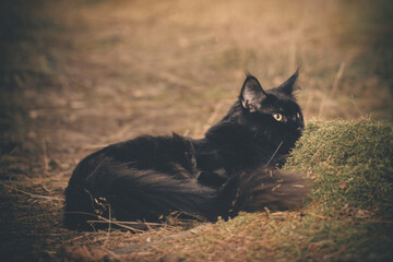 Pretty Maine Coon Cat posing on forest way for portrait