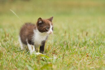 Naklejka na ściany i meble Two months old kitten male exploring world in grass