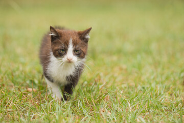 Two months old kitten male exploring world in grass