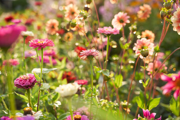 Colorful flowering herb meadow. Field with blossom flowers.