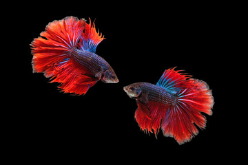 Fototapeta premium Siamese fighting fish, beautiful, elegant, half-moon Siamese fighting fish