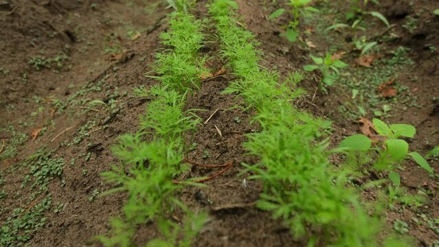 Moving camera forward above rows of young dill growing in organic garden.