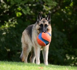 German Shepherd joyfully playing with a colorful ball in its mouth
