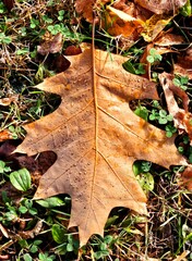 autumn leaves, autumn season flora fallen yellow, orange leaf lying on the grass in an autumn park in the foreground, selective focus