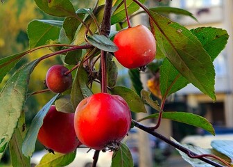 ripe red apples on a tree branch. Little apples