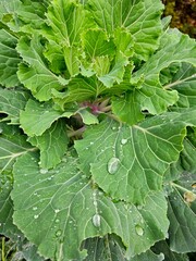 close-up of a green cabbage leaf with dew drops. Water drops on a leaf close-up