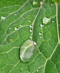 close-up of a green cabbage leaf with dew drops. Water drops on a leaf close-up