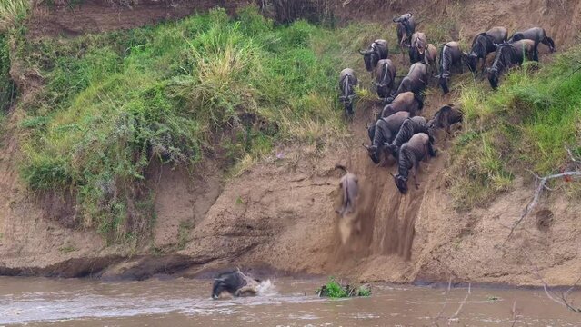 Wildebeest migration across the Mara river in Maasai Mara National Reserve
