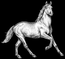 Vintage engraving isolated horse set illustration ink sketch. Wild equine background nag mustang animal silhouette art. Black and white hand drawn image