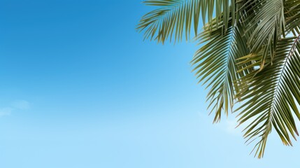 Leaves of palm tree again blue sky background