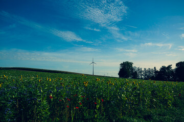 Wind turbines in Bavaria, blue sky, a flower meadow in the foreground - obrazy, fototapety, plakaty