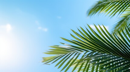 Fototapeta na wymiar Leaves of palm tree again blue sky background