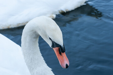 swan on the water