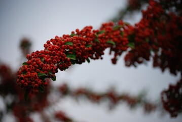 Nahaufnahme einer Feuerdornzweiges mit reifen Früchten.