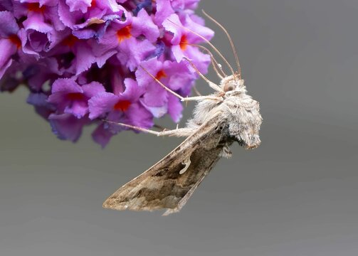 Close-up of a gamma moth (Autographa gamma  perched atop a vibrant purple flowering plant