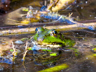 Mysterious Frog World: Macro Photography of Aquatic Nature