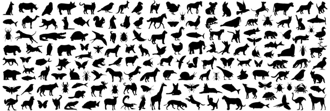 Animal silhouette collection. Set of black animal silhouette. Animal icons. Mammal, fish, insects, birds, reptiles silhouette collection. Wild, domestic animals icons