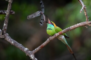 bee eater eating