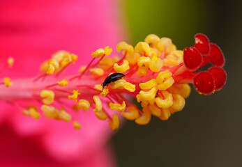 Close-up of Red Hibiscus Flower with Pollen and Stigma © electra kay-smith