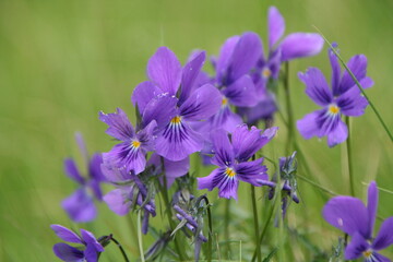 A cluster of delicate purple flowers bloom vibrantly amidst the lush green grass