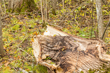 Fallen trees after massive storm
