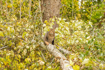 Pet cat sitting on a fallen tree trunk in the garden after a storm