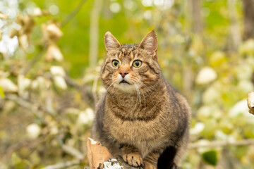 Fototapeta premium Pet cat in the garden