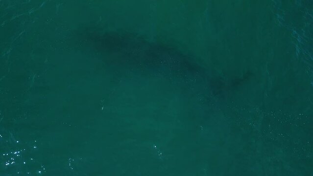 The southern right whale silhouette in the water, Eubalaena australis swim near Brazilian shore near the town of Imbituba