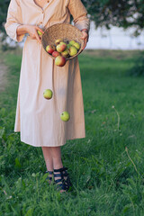 Beautiful young girl scatters apples and they fall from the basket onto the grass. Young woman in beautiful dress posing in apple orchard with falling apples.